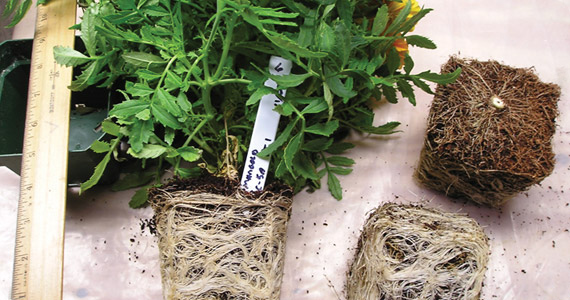 ten watering thumb rules for Good strong roots in coco<