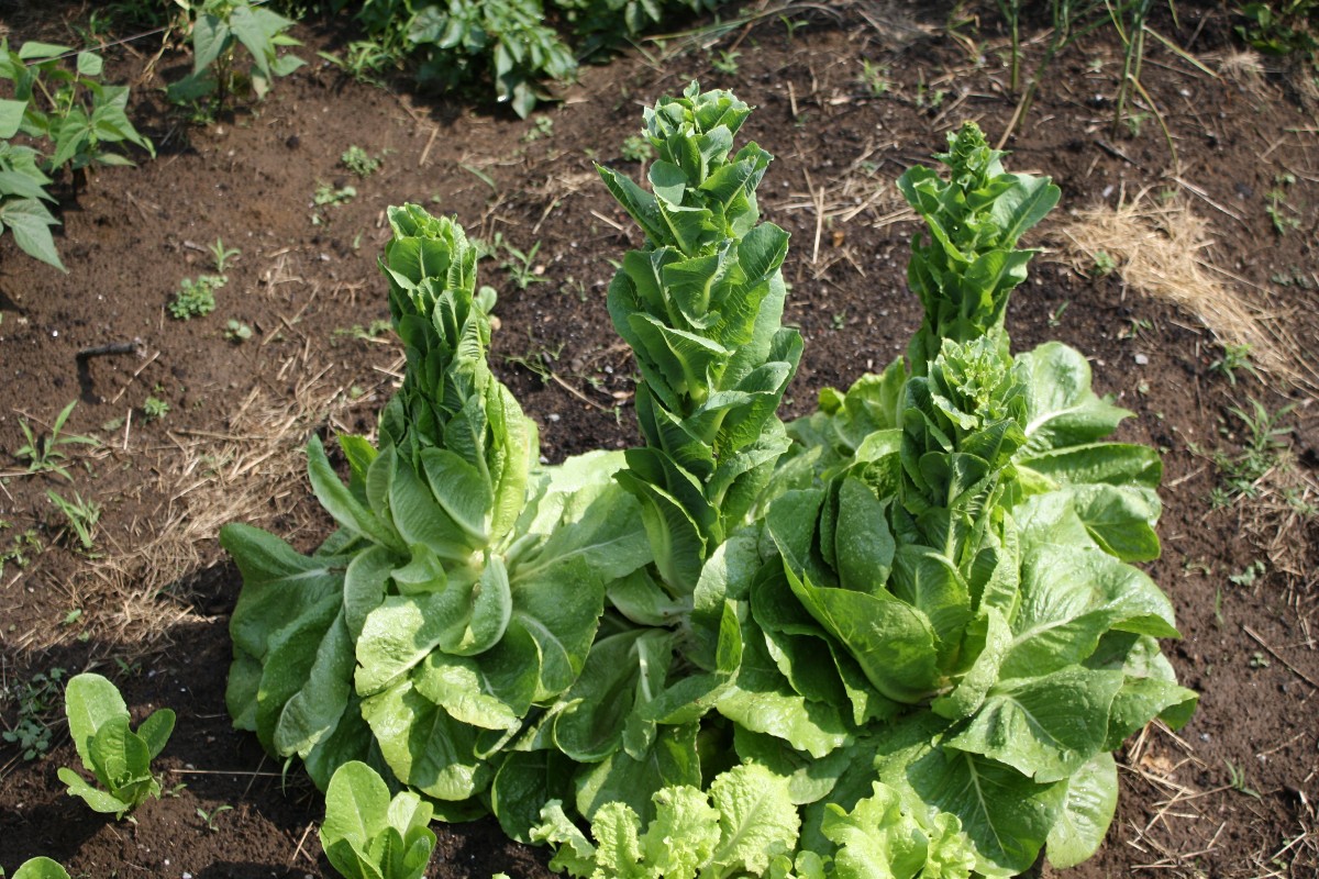 Bolting Lettuce Plants