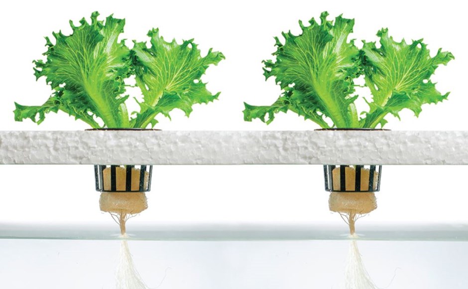 Is Hydroponic Crops  Organic?