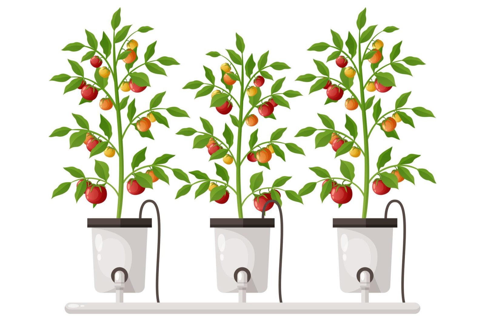 DWC, Deep Water Culture, Hydroponics System