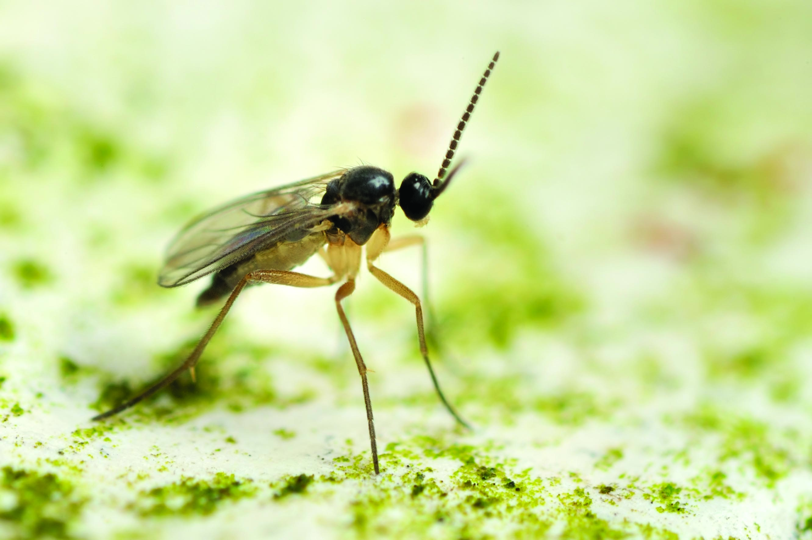 Treatment for fungus gnat in garden
