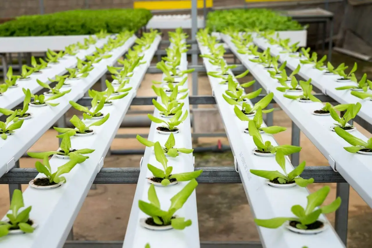 Hydroponic growing media comparison — coco coir, clay pebbles, and rockwool