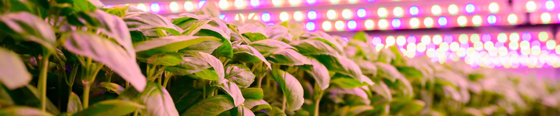 Hydroponics Nutrients, Canna, Hygen, Green Planets, Cyco