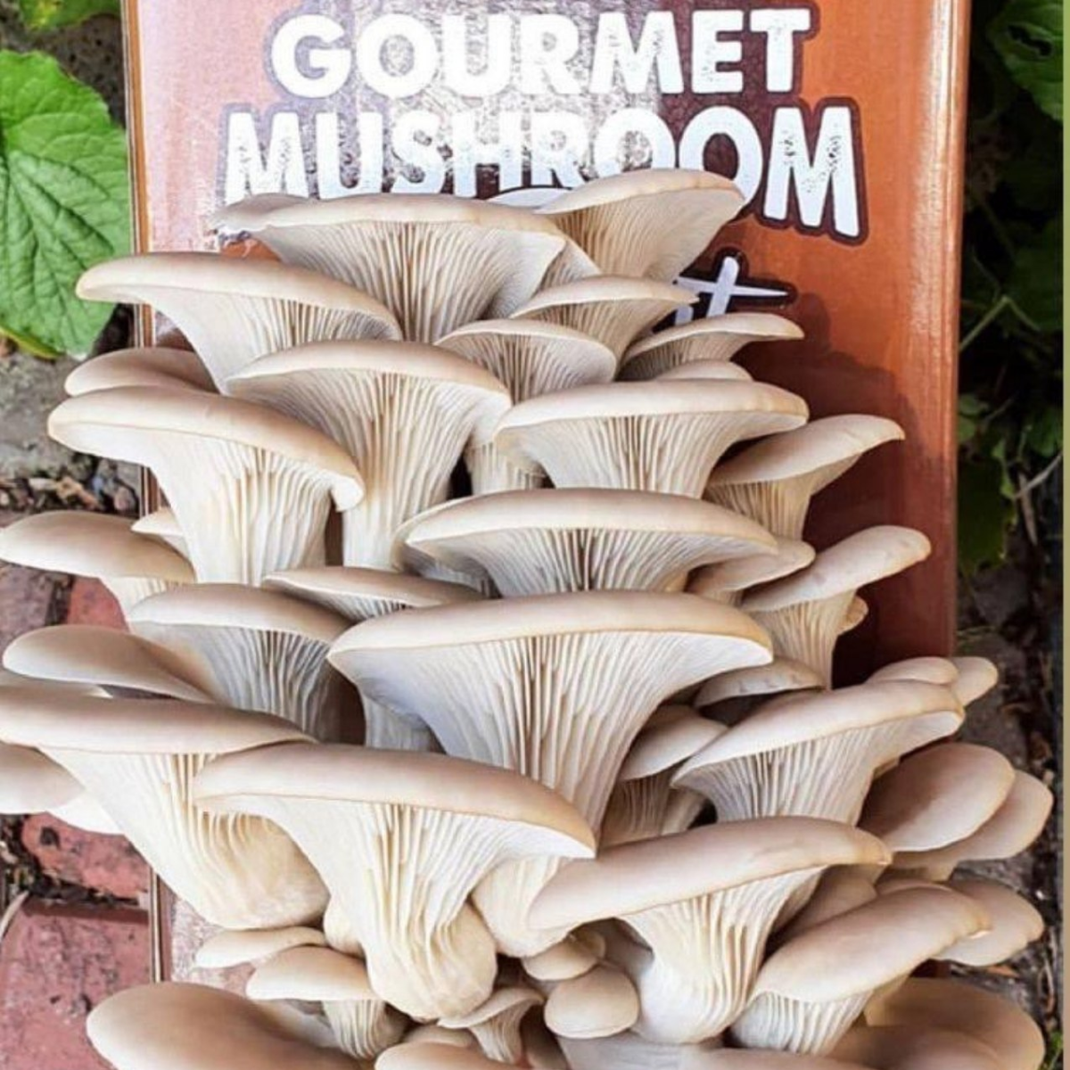 Ready to grow mushroom kit - Hydro Experts