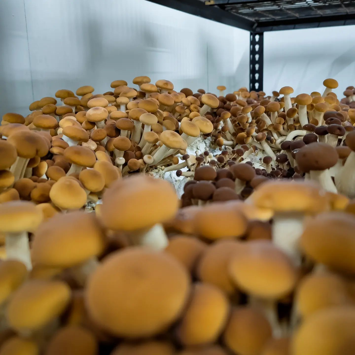Ready to grow mushroom kit - Hydro Experts