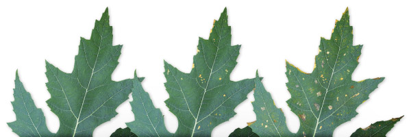 Rusty brown spots in hydroponics plants