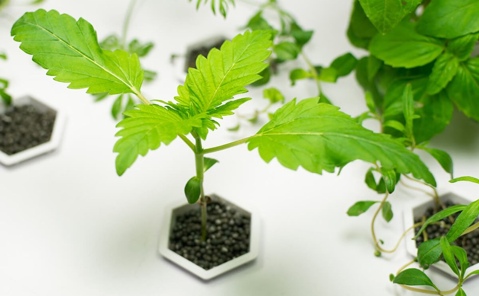 Aquaponic hemp Tips for hosting from Water Lane founders Nick Selby and Ian James