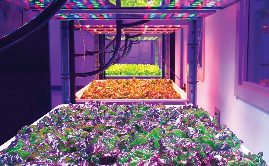why use led to grow plants