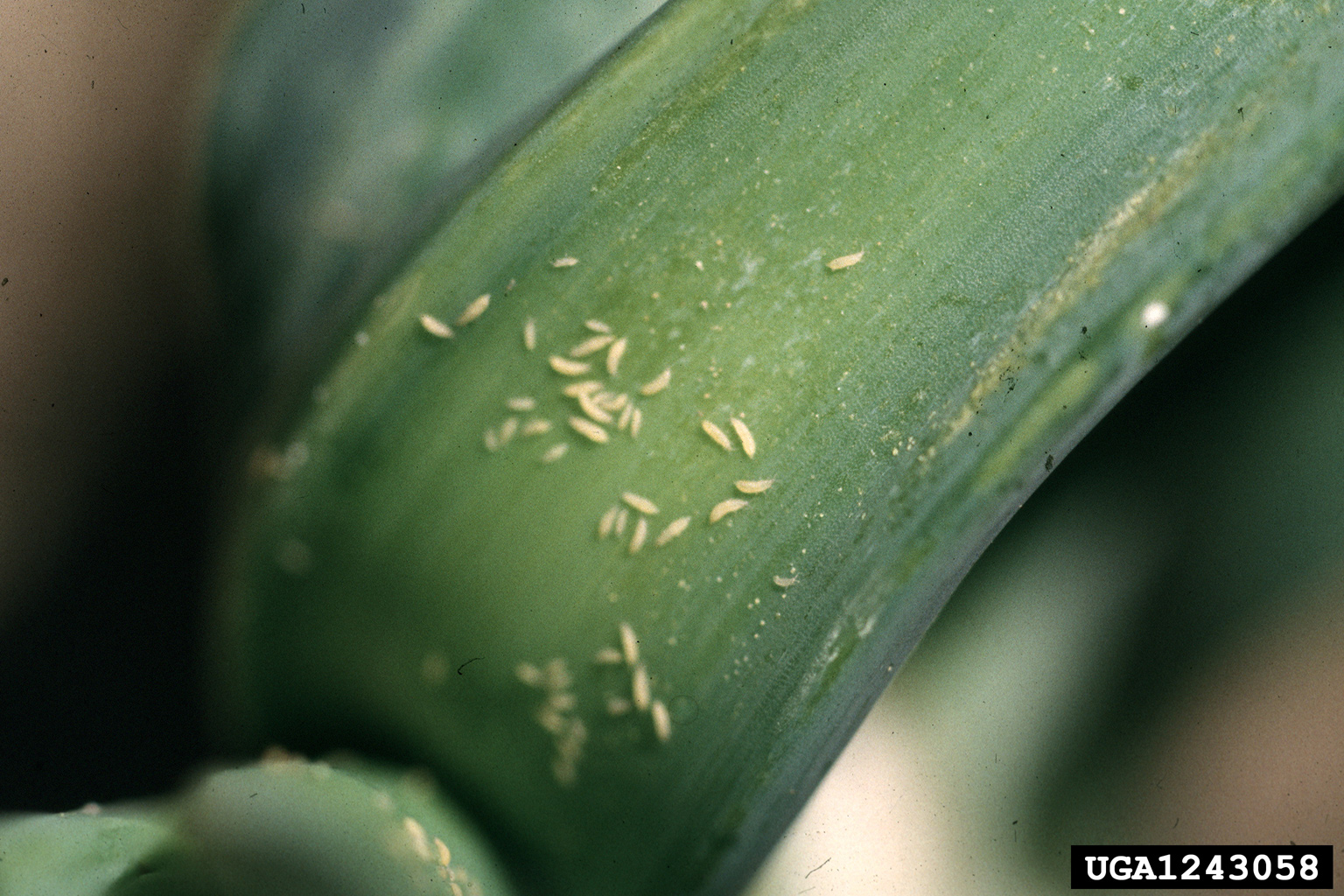 Treatment in onion thrips