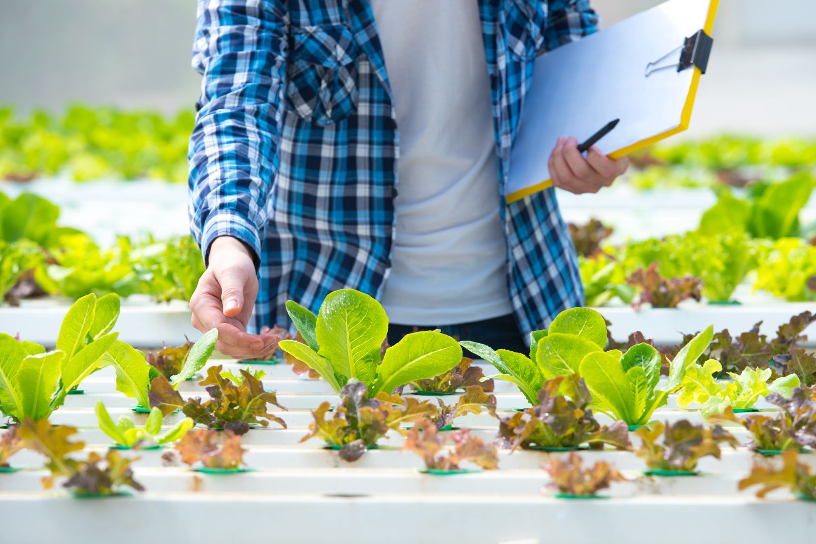 pH up, pH down, hydroponics Australia, phosphoric acid, potassium hydroxide, organic pH adjusters, hydroponic nutrients