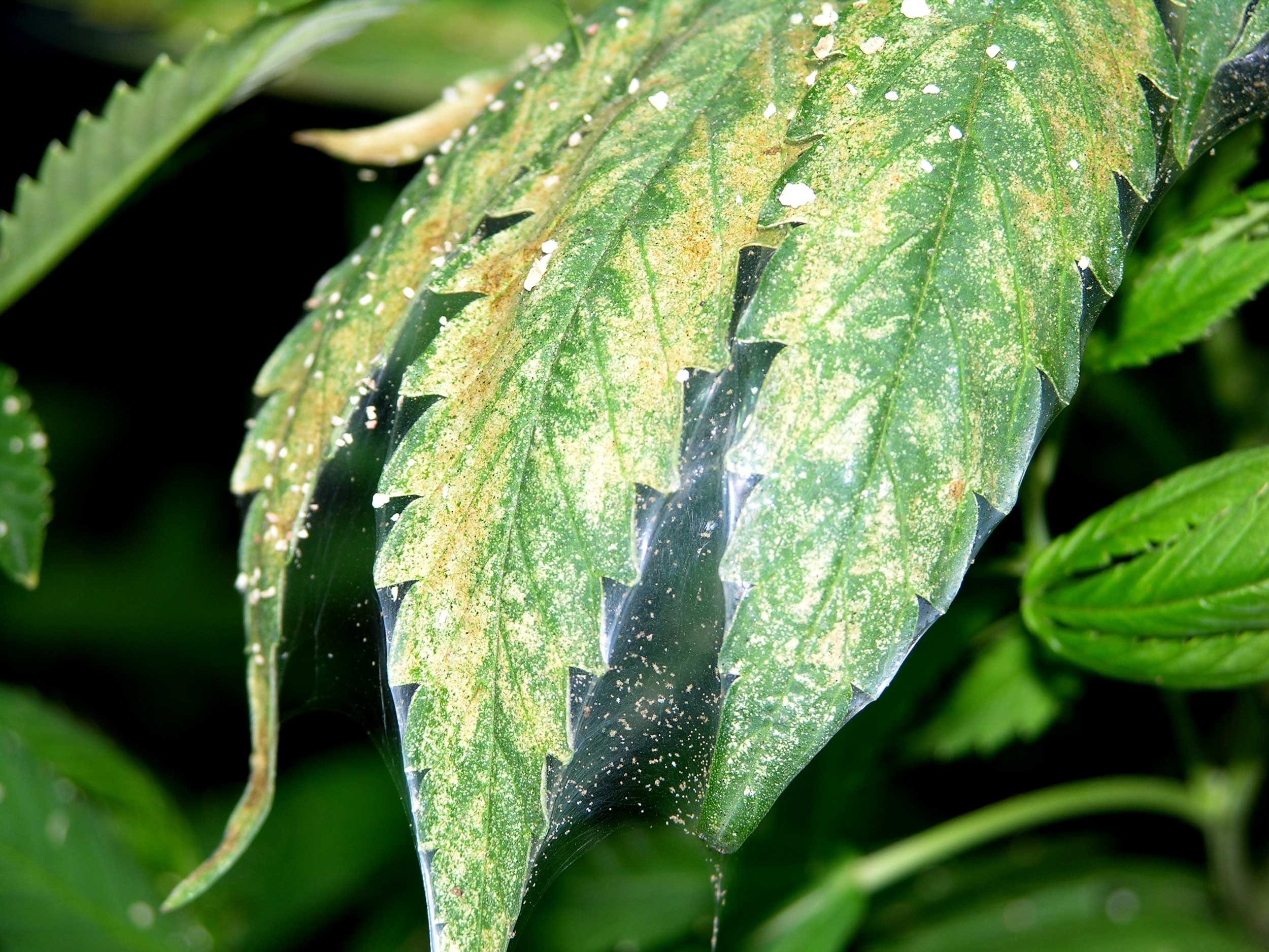 treatment for spider mite in marijuana leaf