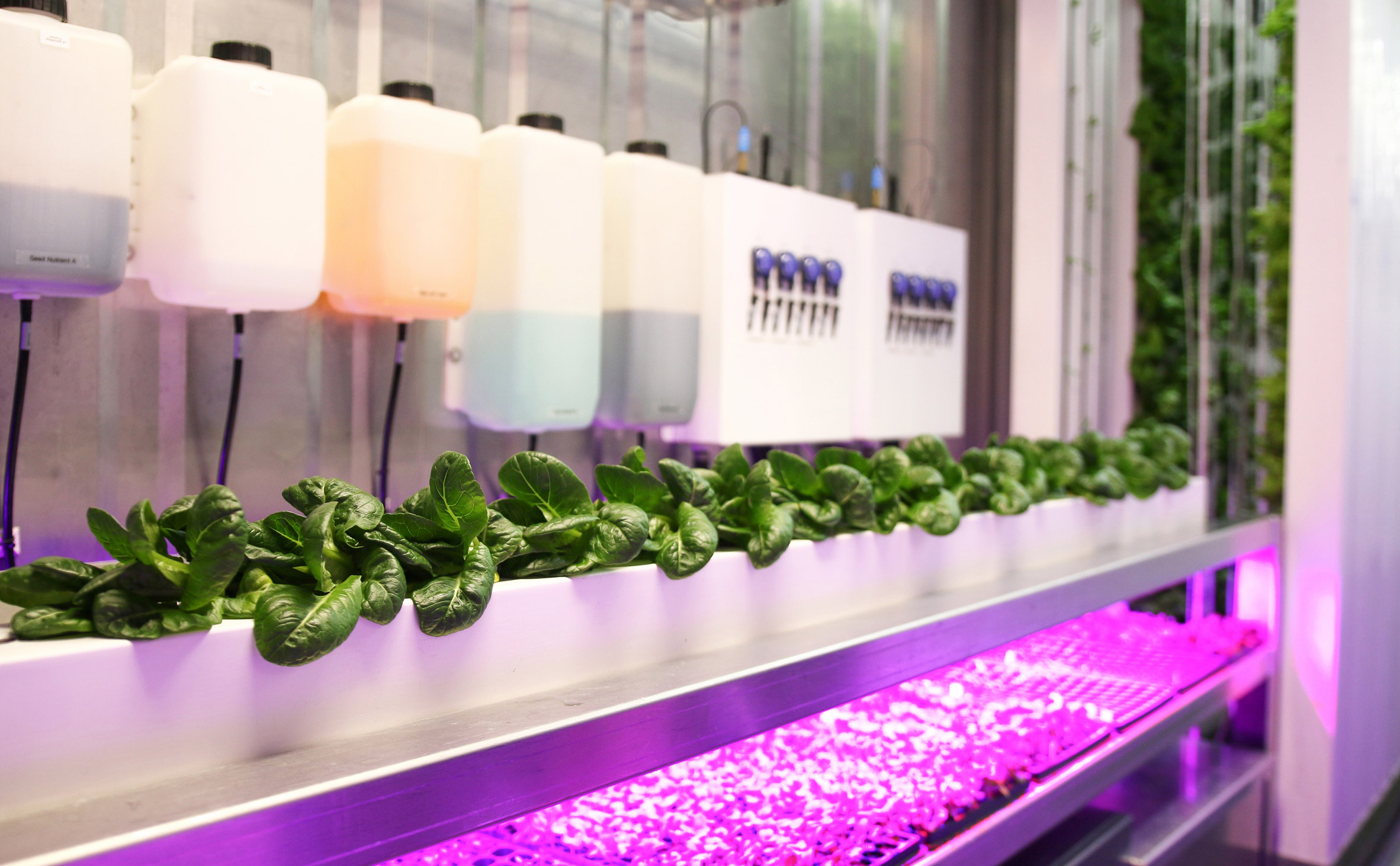 Hydroponic farm in containers