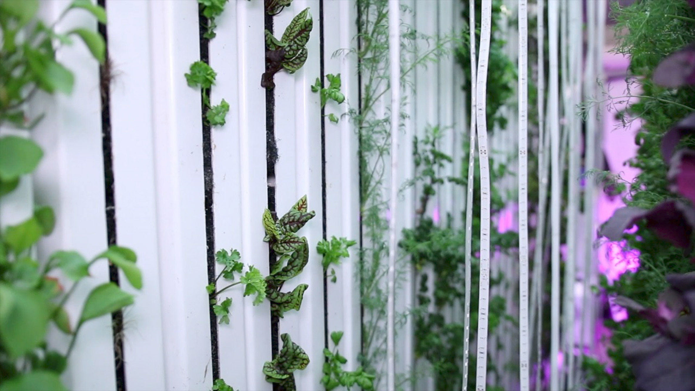 Hydroponic farm in containers