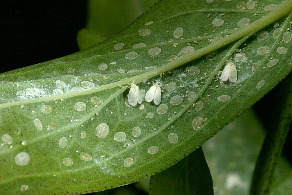 treatment for whiteflies in garden