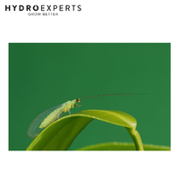 Bugs For Bugs Lacewing