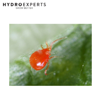 Bugs For Bugs Persimilis - 10000 Predatory Mites in Vermiculite