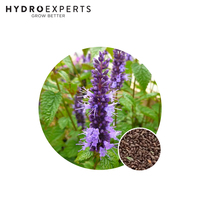 Anise Hyssop - Seed Packet | Organic Seeds | All Seasons