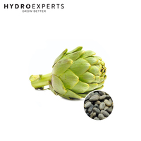 Artichoke Globe - 1G / 5G / 25G / 50G | Organic Seeds | All Seasons