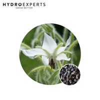 Borage White Flowered - Seed Packet | Organic Seeds | Spring - Summer