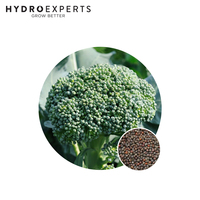 Broccoli Di Cicco - Seed Packet | Organic Seeds | All Seasons