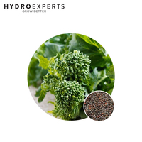 Broccoli Raab Rapini - 1G / 25G | Organic Seeds | All Season
