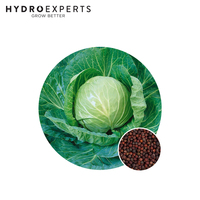 Cabbage Green Express - 1G / 5G / 25G | Organic Seeds | Autumn - Winter