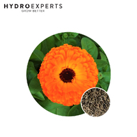 Calendula officinalis | Organic Seeds | Spring - Summer