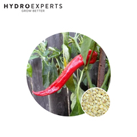 Capsicum Peperone - Seed Packet | Organic Seeds | Spring - Summer