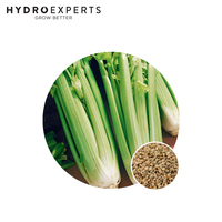 Celery Tall Utah - Seed Packet | Organic Seeds | Autumn - Spring