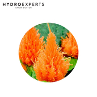 Celosia - Yellow | Organic Seeds | Spring - Summer