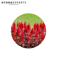 Celosia Red - 0.1G / 5G | Organic Seeds | Summer - Spring