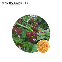 Chilli Habanero Chocolate - Seed Packet | Organic Seeds | Spring - Summer