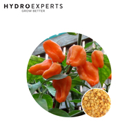 Chilli Habanero Orange - Seed Packet | Organic Seeds | Spring - Summer