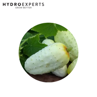 Cucumber - German Pickling - 1G / 5G / 25G | Organic Seeds | Spring - Summer