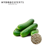 Cucumber Lebanese - Seed Packet | Organic Seeds | Spring - Summer
