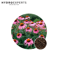 Echinacea Purpurea - Seed Packet | Organic Seeds | Spring - Summer