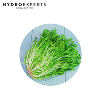 Endive Pancalieri Fine Cut - 1G / 5G / 25G | Organic Seeds | Autumn - Spring
