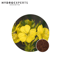 Evening Primrose - 0.4G / 5G | Organic Seeds | Autumn - Winter