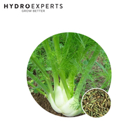 Fennel Florence - 1G / 5G / 25G | Organic Seeds | Autumn-Spring