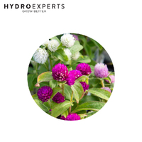 Gomphrena Mixed Colours - 0.1G / 5G | Organic Seeds | Summer - Spring