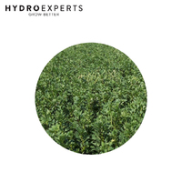 Green Manure Mix - 20G / 500G / 1KG / 2KG / 5KG / 10KG / 20KG | Organic Seeds | Spring - Summer