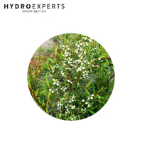 Lemon Scented Tea Tree - 0.1G /1G /5G | Organic Seeds | Spring - Summer