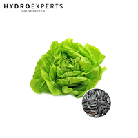 Lettuce Buttercrunch - [Size: 5G]