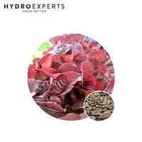 Lettuce Cos Red - Seed Packet | Organic Seeds | All Seasons