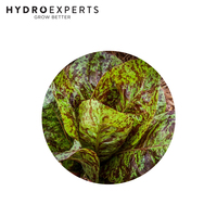Lettuce Freckles - Seed Packet | Organic Seeds | All Seasons