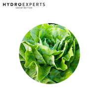 Lettuce Green Mignonette - Seed Packet | Organic Seeds | All Seasons