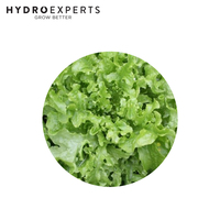 Lettuce Summer Mix - Seed Packet | Organic Seeds | All Seasons