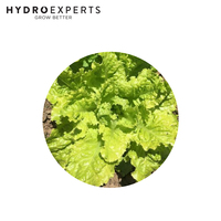 Lettuce Australian Yellow - 0.4G / 5G / 25G | Organic Seeds | All Seasons