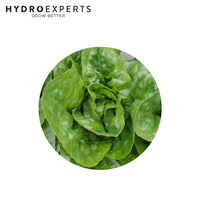 Lettuce Summer Queen - 0.4G / 5G / 25G | Organic Seeds | All Seasons