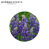 Lupin Hartwegii - 2G / 5G | Organic Seeds | Autumn - Spring